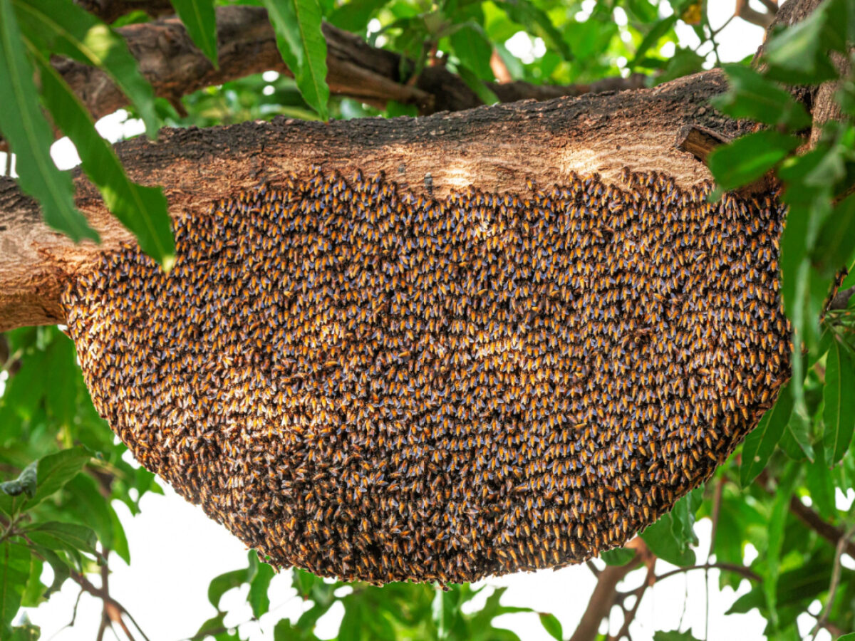 Comment réagir face à un essaim d'abeilles (espèce protégée) dans