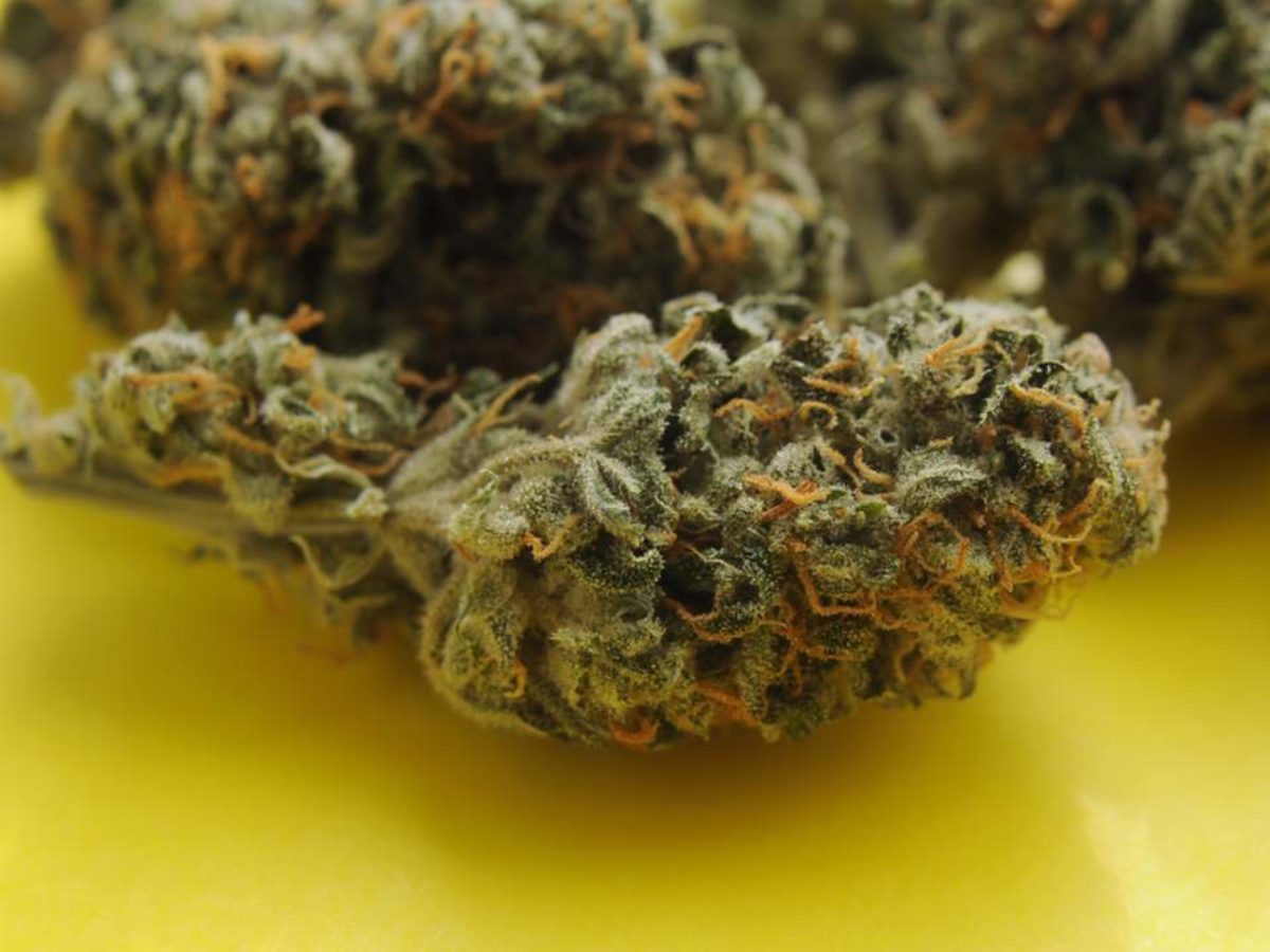 Pourquoi les fleurs de CBD vont être bientôt interdites à la vente en France ? - NeozOne