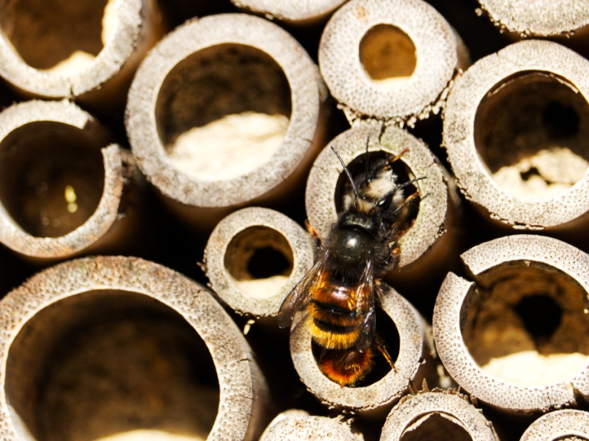 Comment Fabriquer Une Ruche Pas Cher Et Pas Compliquer Schéma Abeilles domestiques et sauvages, que deviennent-elles en hiver ? - NeozOne