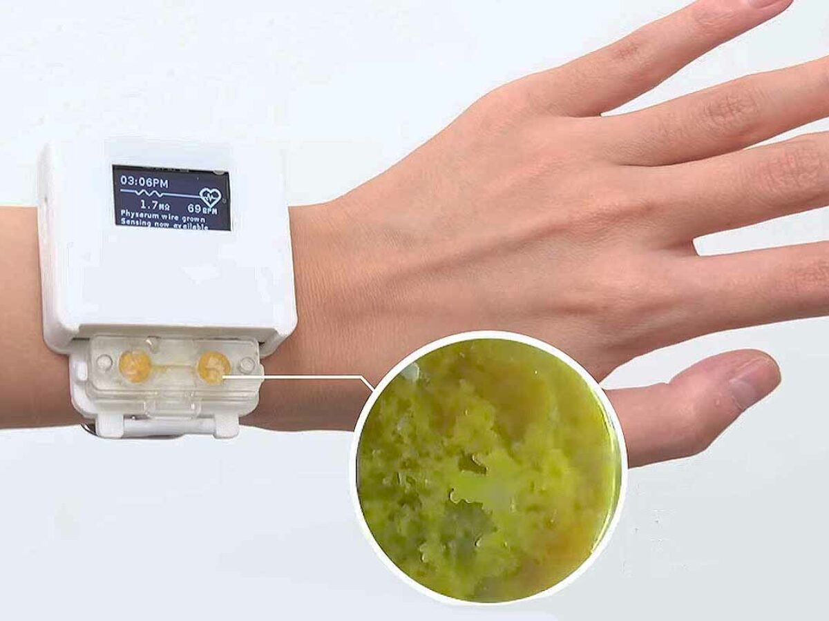 L'invention d'une montre « vivante » alimentée par un blob qui