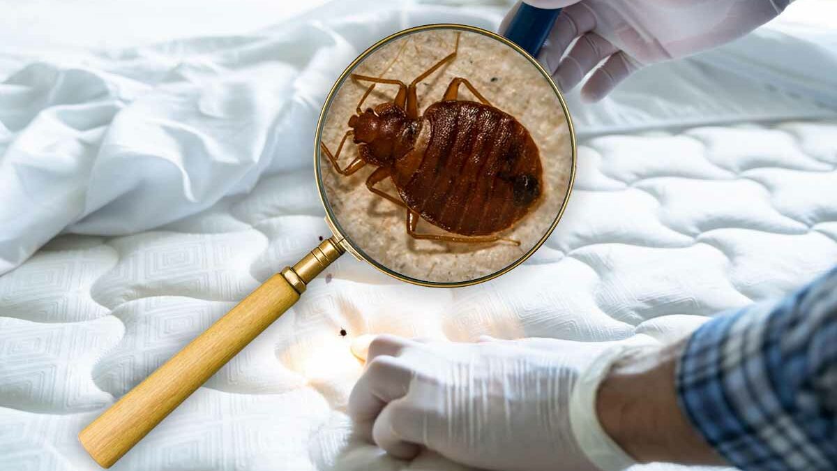 comment-realiser-un-traitement-contre-les-punaises-de-lit-a-la-terre-de- diatomee - Badbugs