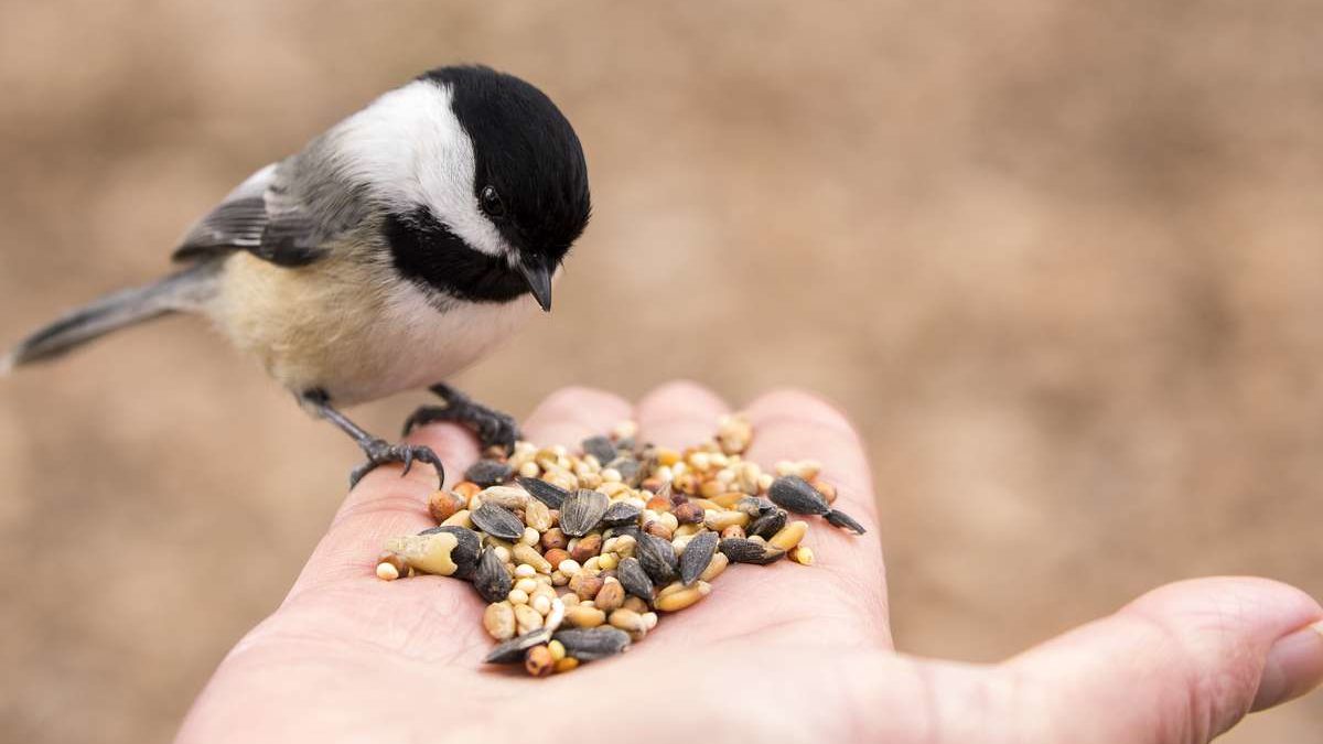 Graines pour oiseaux : que leur donner ?