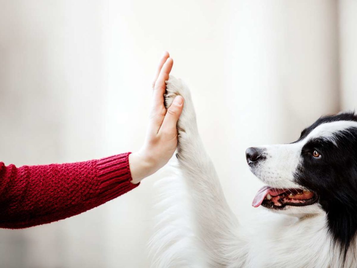 Laveur de pattes de chien - Comment choisir le plus qualitatif en