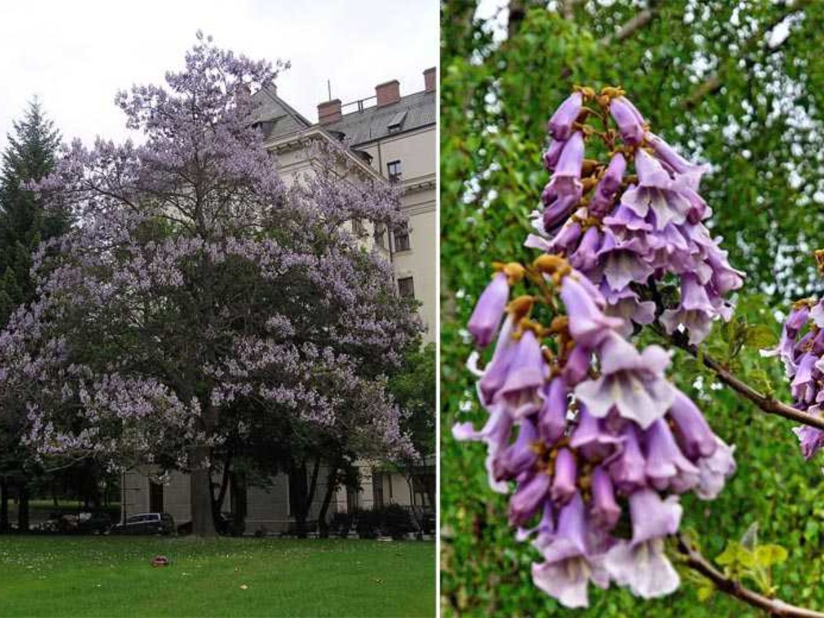 En Bretagne, ils vendent des arbres qui poussent vite et aspirent 10 fois  plus de CO2 que les autres