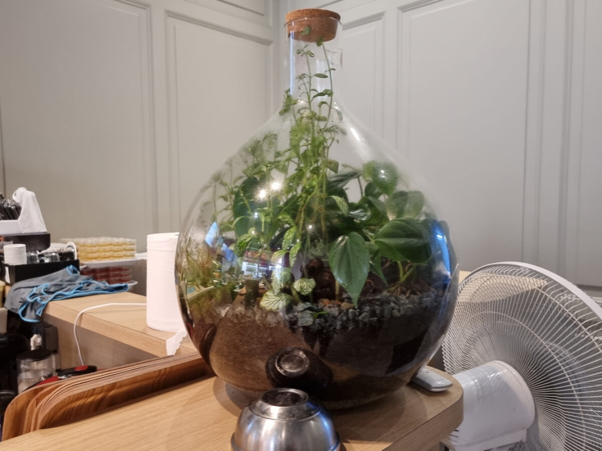 Comment Fabriquer Un Terrarium Avec Des Bouteille Schéma Pour Phasme