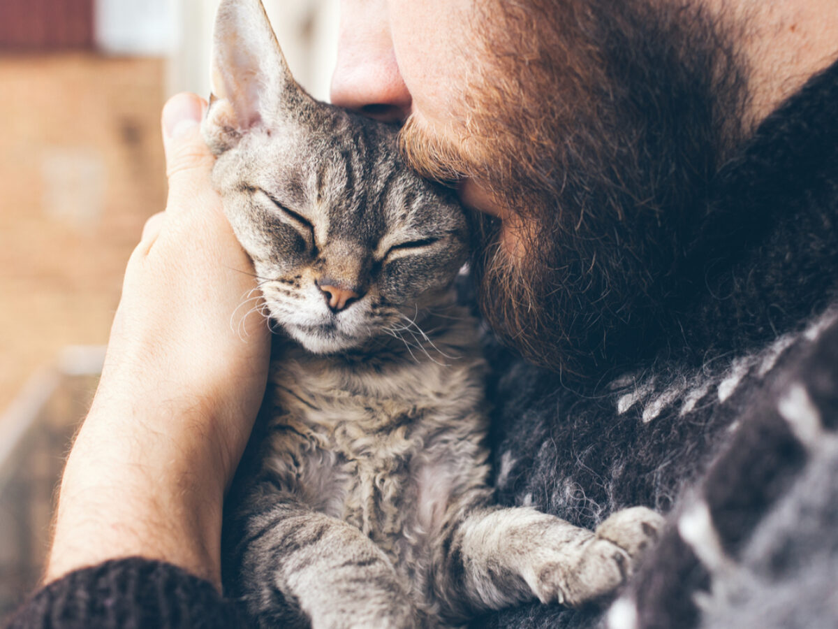 Les chats ronronnent pour quatre raisons