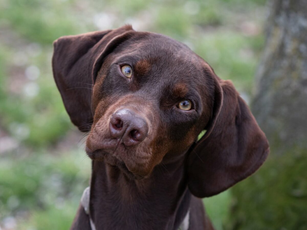 Vous Entrez Dans Une Piece 2 Chiens Pourquoi les chiens intelligents penchent-ils la tête quand ils entendent certains mots ? - NeozOne
