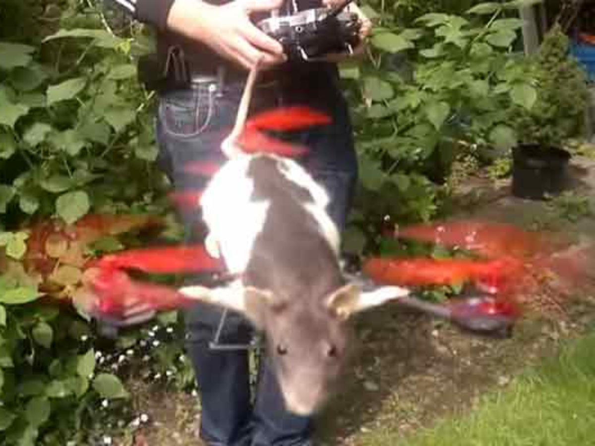 Ratcopter Le Rat Empaille Transforme En Drone