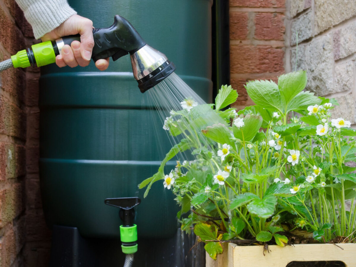 Un récupérateur d'eau de pluie pour arroser votre jardin