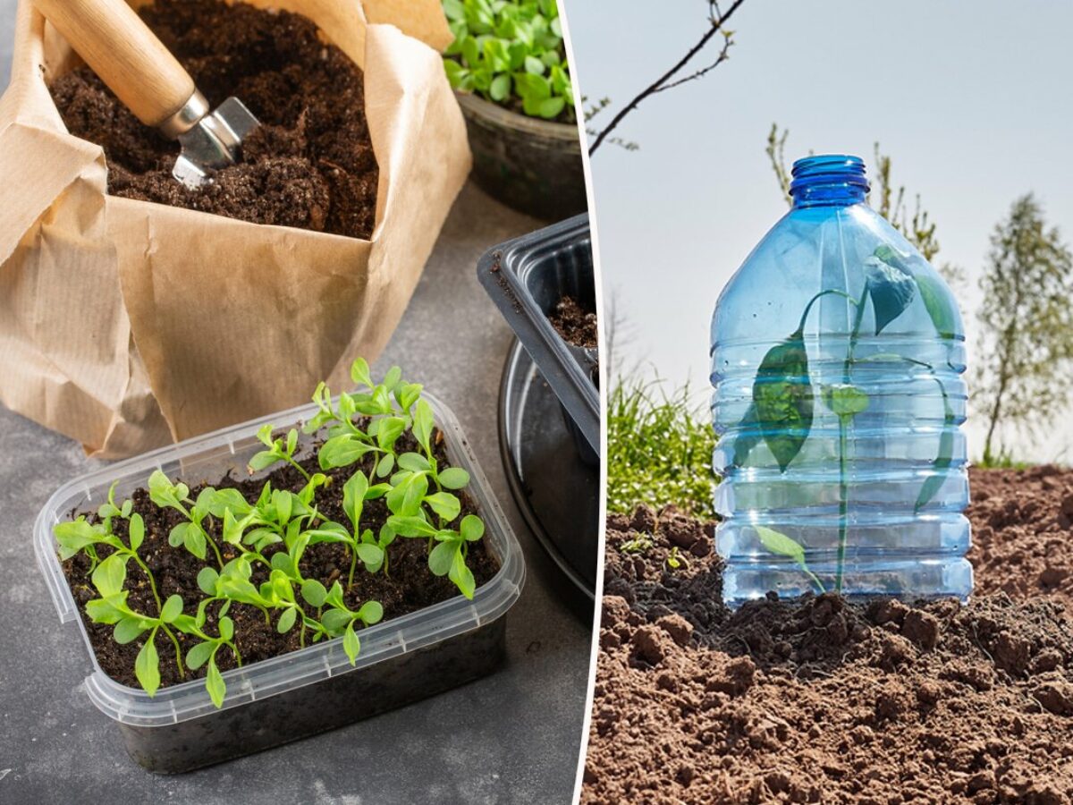 Que faire avec des bouteilles d'eau en plastique au jardin ?
