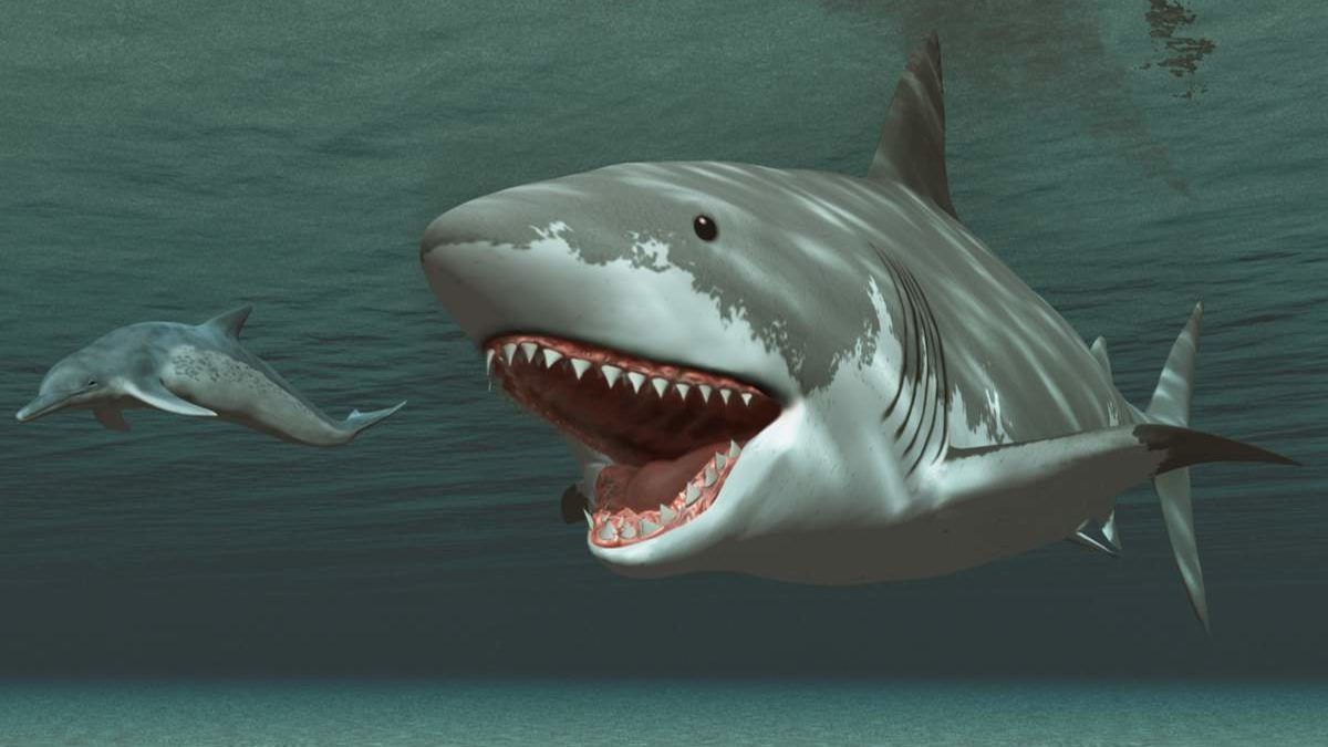 Quelle Est La Taille Dun Megalodon Mégalodon : le requin préhistorique était plus grand qu'on ne l'imaginait !