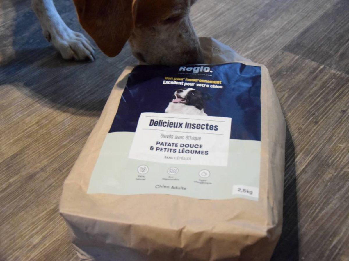 Mon chien a testé les croquettes aux insectes REGLO ! - NeozOne