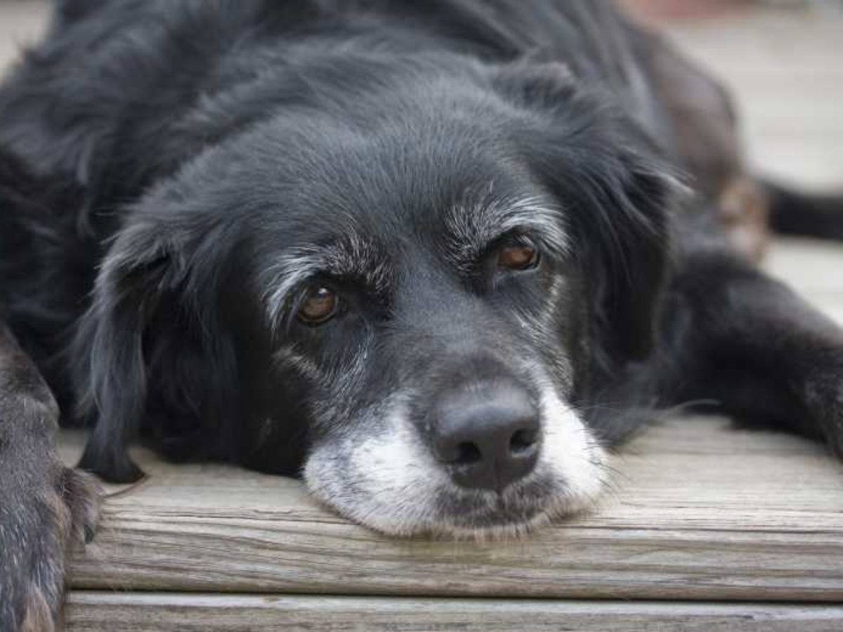 Ce Tableau Cree Par Des Scientifiques Permet De Convertir L Age D Un Chien En Age Humain Le Resultat Est Etonnant Neozone